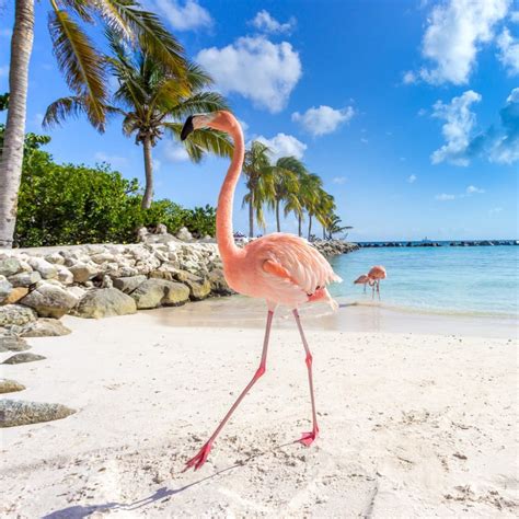 nude aruba|Visiting Flamingo Beach in Aruba